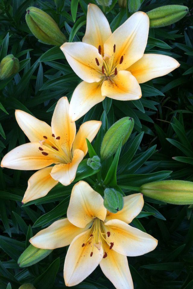 Bloom Harmony Symphony Arrangement